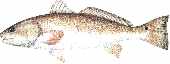 red drum fish