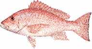 red snapper